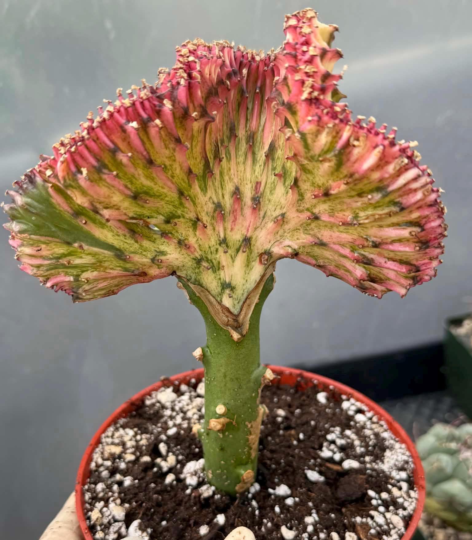 drachenbaum zimmerpflanze Drachenbaum kaufen – Dracaena Marginata Magenta – MyZimmerpflanze.de