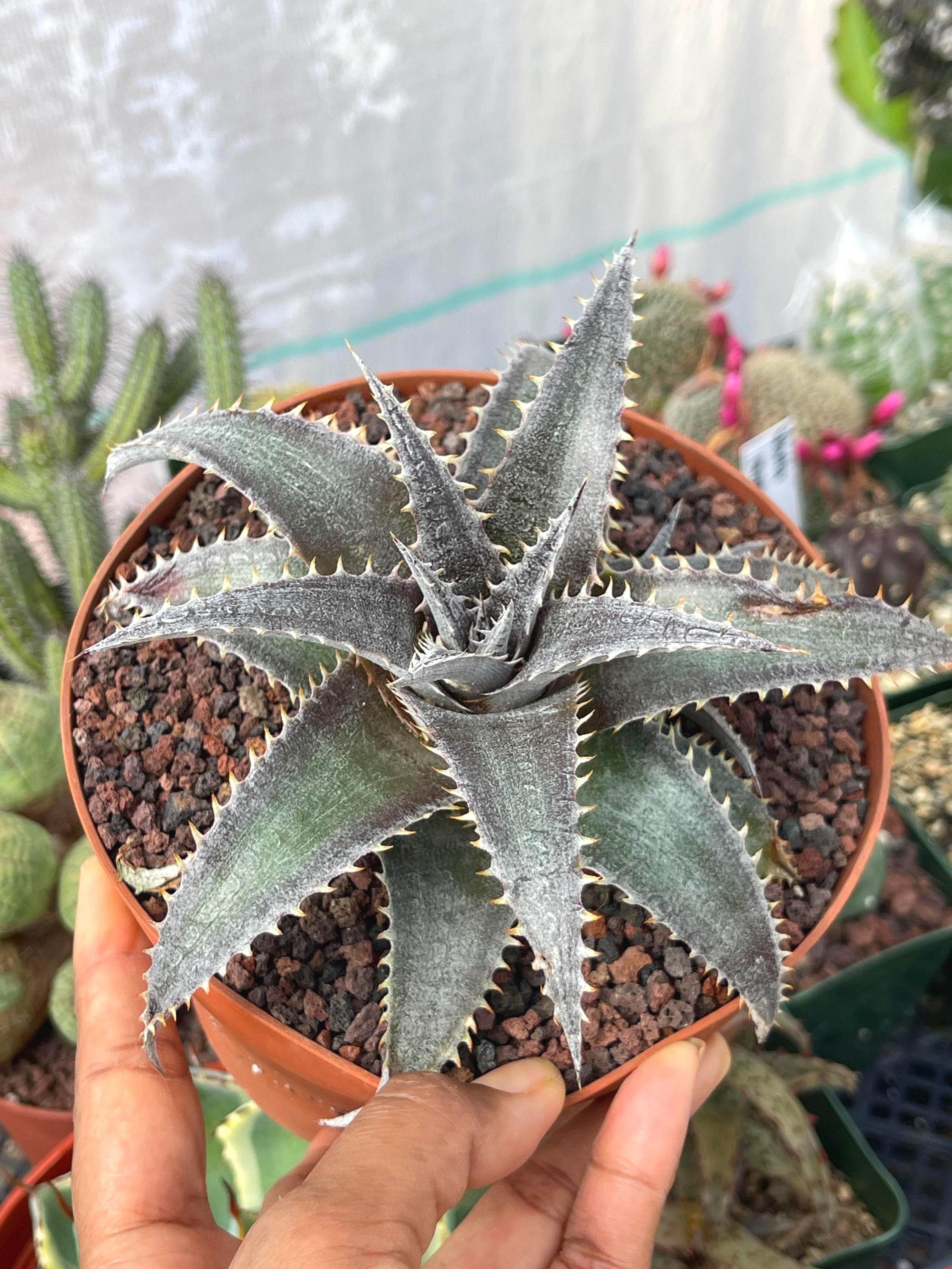 Dyckia Plants - Etsy