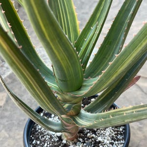 aloe vera duschgel Mini-Feuchtigkeitsbadegel mit Aloe Vera, 60 ml kaufen | Atlantia®
