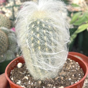 Old Hairy Cactus - Etsy