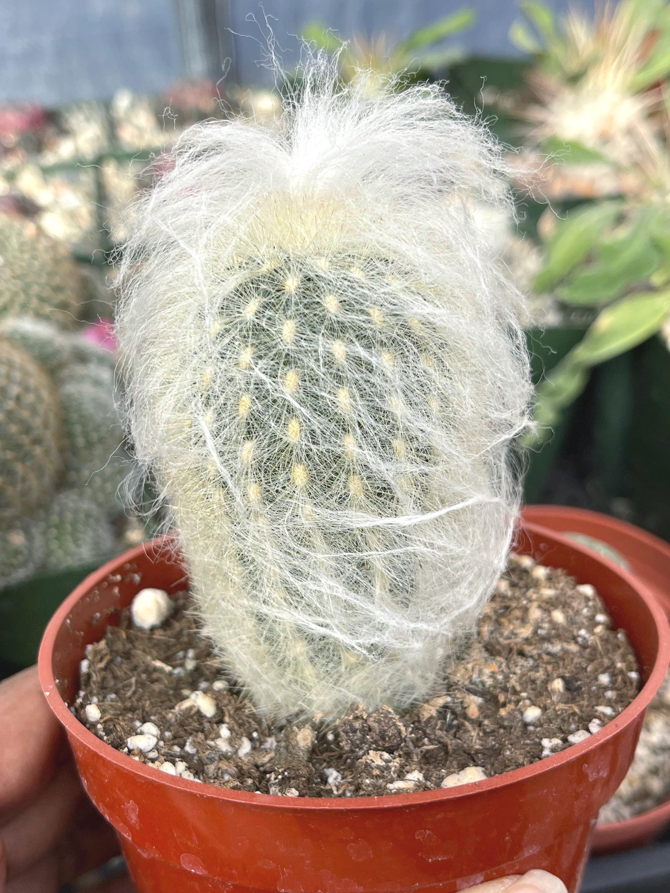 Old Man Cactus | Easy Care Desert Succulent, Rare Plant Gift - Etsy
