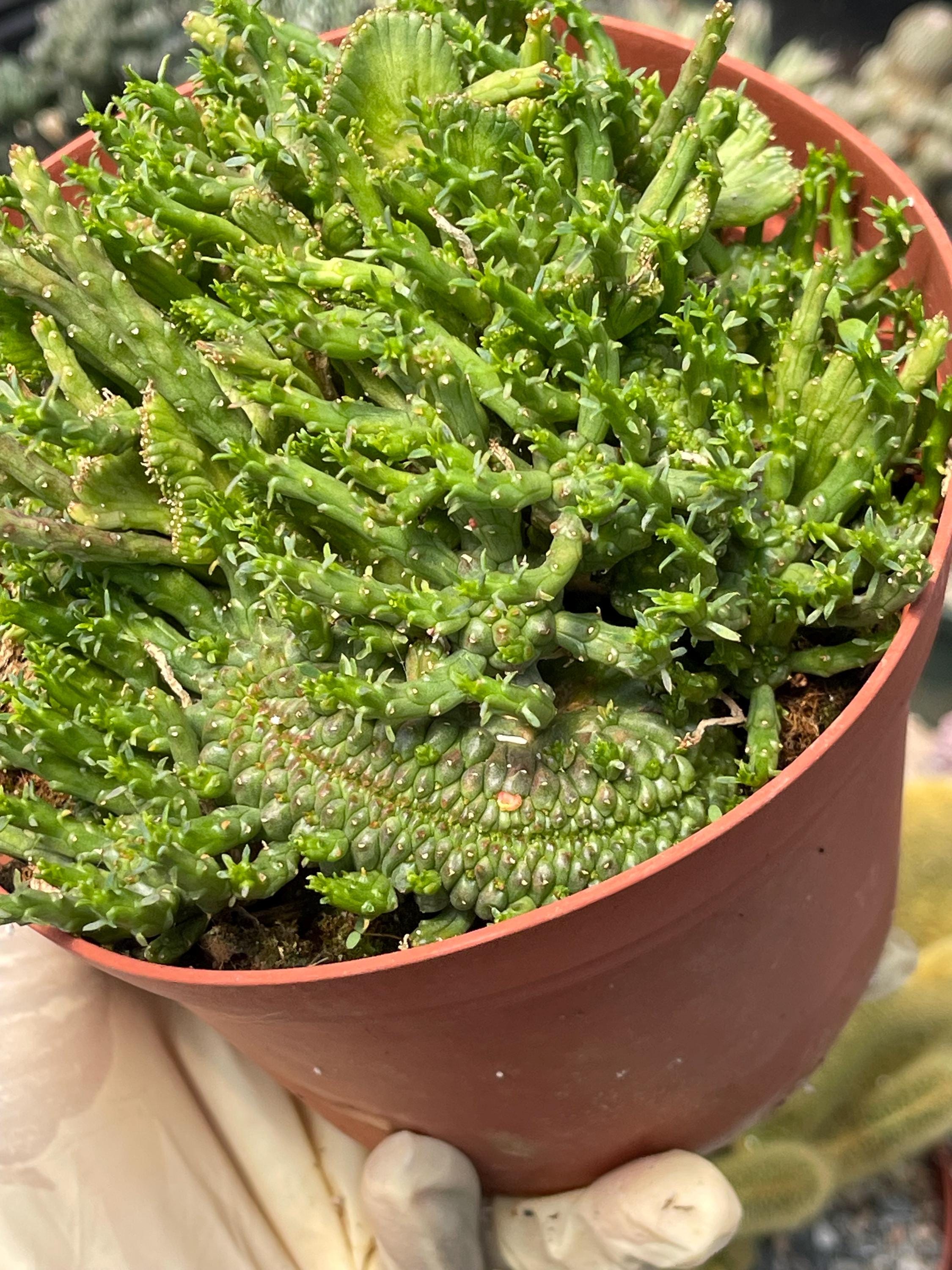 bonsai sageretia pflege Bonsai Sageretia theezans (6 Jahre) online kaufen – Urbangreen