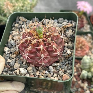 Gymnocalycium Tucavocense | Live Cactus Colorful Cactus Rare Cactus Live Plant for Home Decor Succulent Garden Landscaping Plant