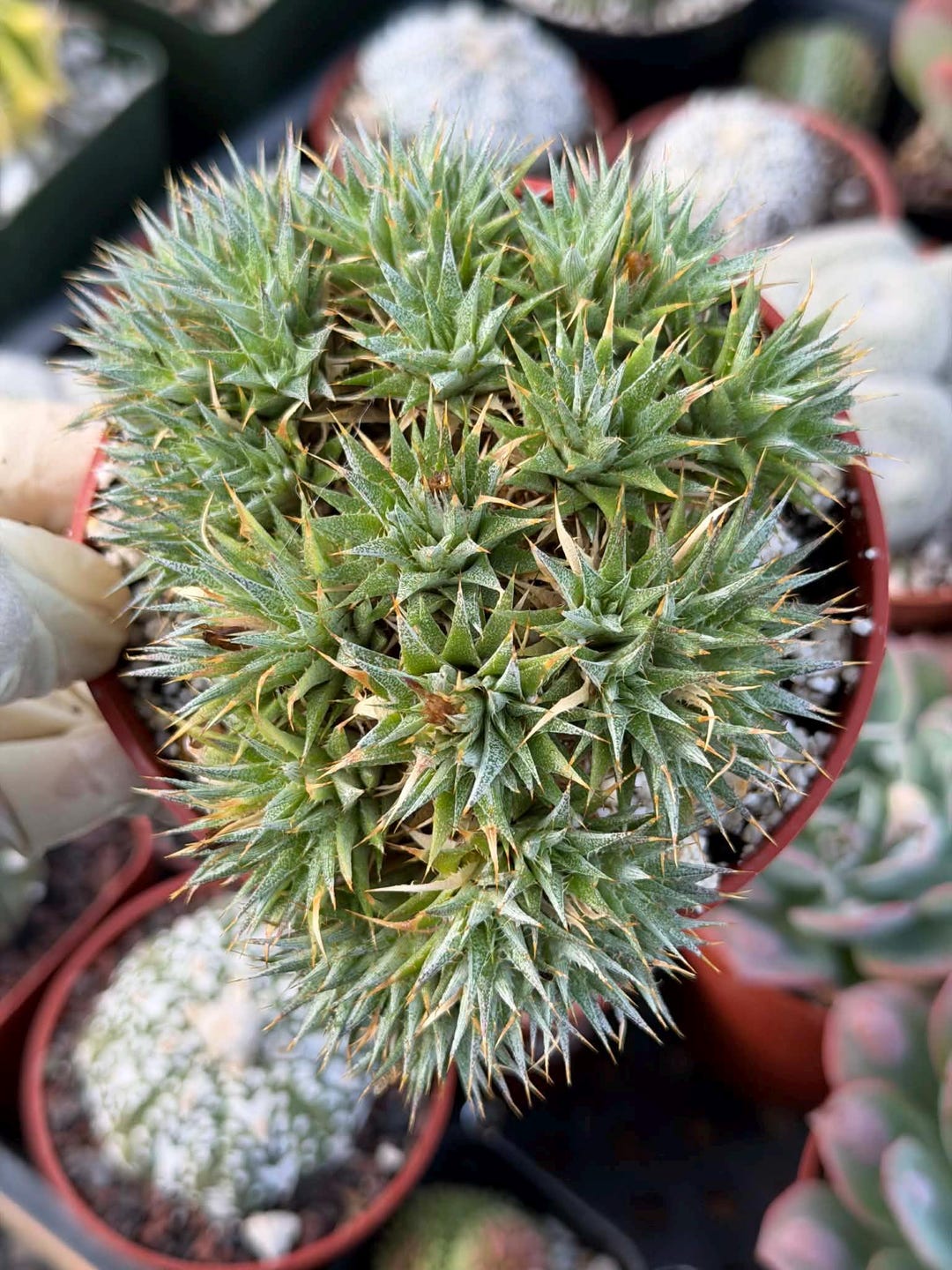 Deuterocohnia Brevifolia | Rare Plant Unique Compact Succulent