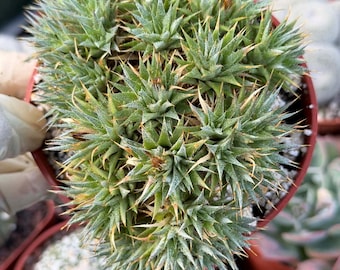 Deuterocohnia Brevifolia | Rare Plant Unique Compact Succulent Rare Cactus Live Plant for Home Decor Succulent Garden