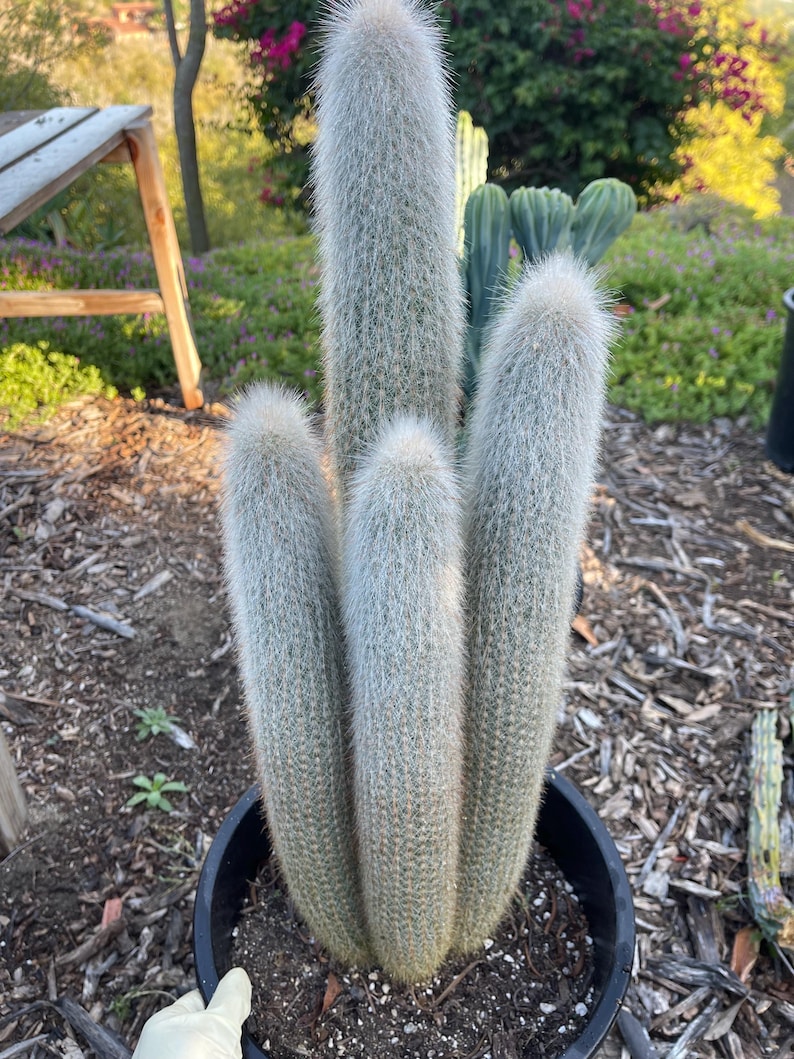 MeDeeCo Torch Cactus - Thumbnail 2