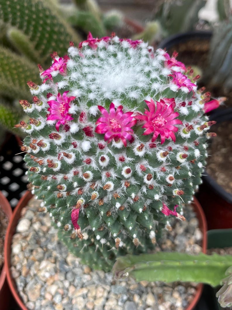 MeDeeCo Mammillaria Polythele Cactus - Thumbnail 3
