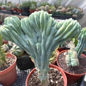 Crested Myrtle Blue Cactus Blue Candle Cactus Colorful Cactus Unique Crested Cactus Low Maintenance Succulent gift