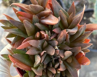 Aloe Black Gem | Alworthia Black Gem | Rare Succulent Colorful Succulent Live Plant Unique Desert Plant Easy Care Outdoor Rare Cactus