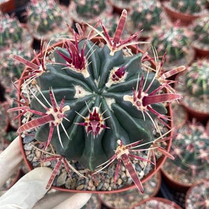 Ferocactus Latispinus | Devil&#39;s Tongue Unique Succulent Rare Cactus Live Plant for Home Decor Succulent Garden Landscaping Idea