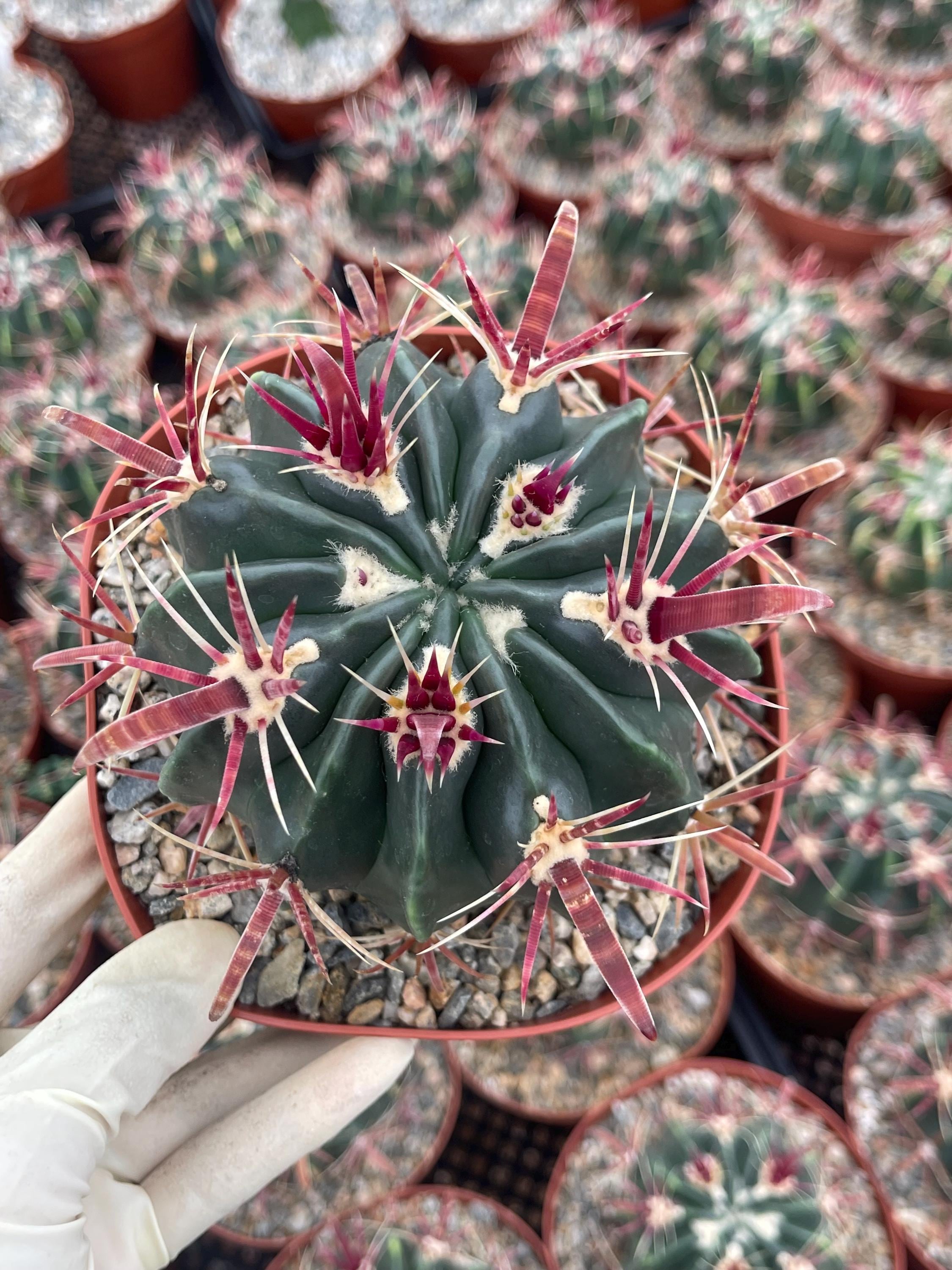 Devil's Tongue Cactus | Ferocactus Latispinus, Unique Spines - Etsy