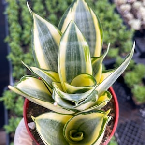 Sansevieria Golden Hahnii Snake Plant Variegated Rare Houseplant for Home Decor Plant Succulent for Plant Lover