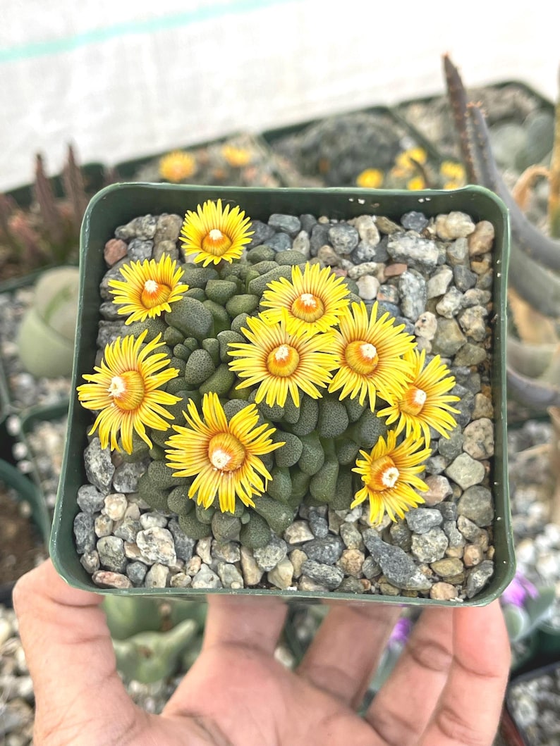 MeDeeCo Aloinopsis Schooneesii Succulent - Thumbnail 4