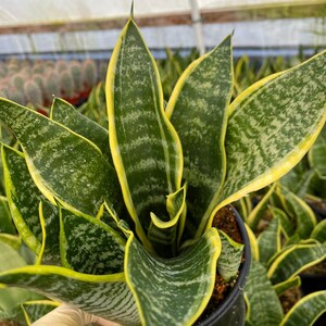 Sansevieria Snake Plant | Yellow Snake Plant Compact Succulent Rare ...