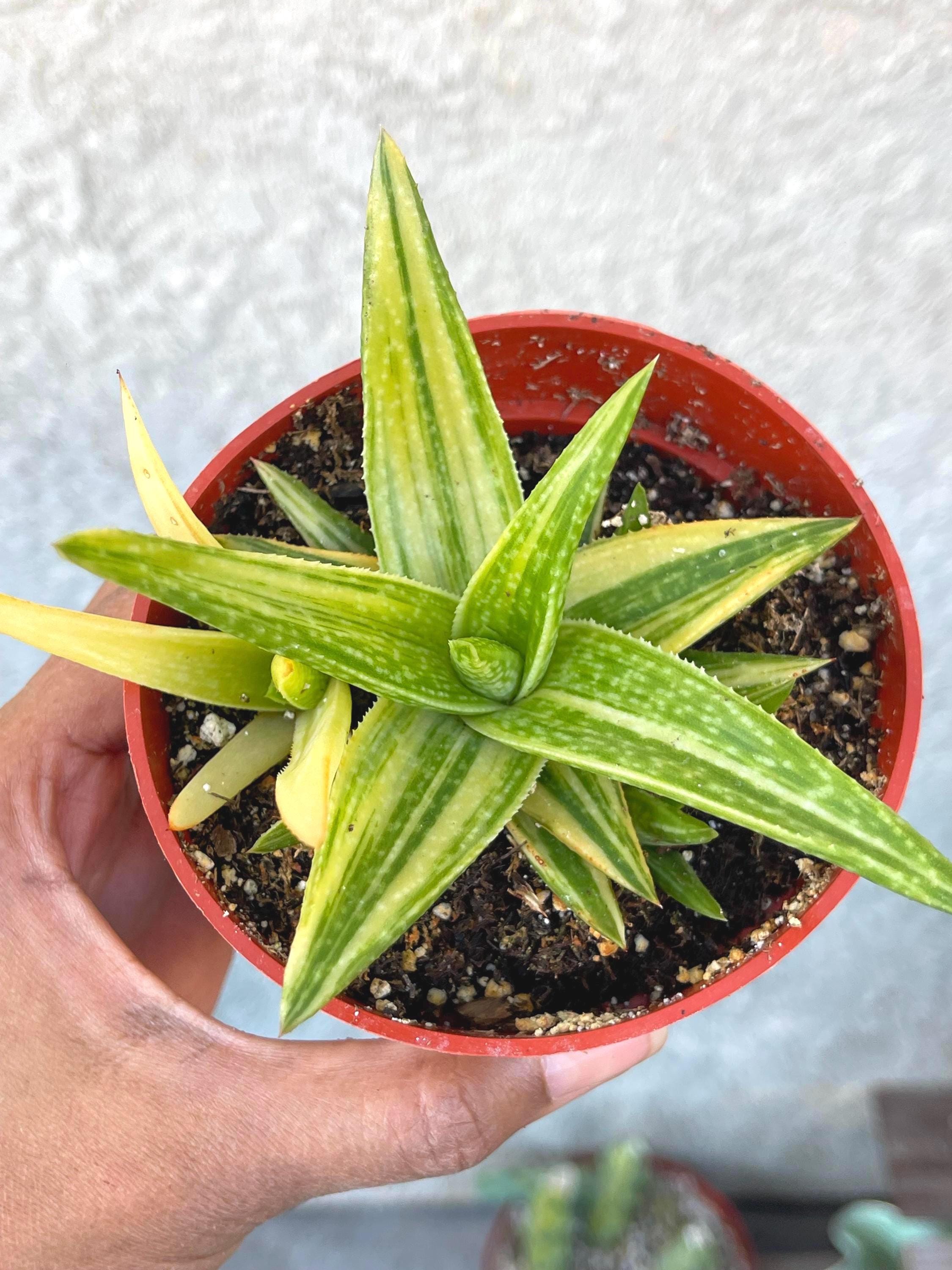 Variegated Gasteraloe Green Gold | Live Plant | Live Succulent
