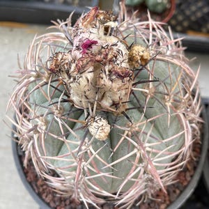 Echinocactus Horizonthalonius | Live Plant | Rare Succulent Unique Houseplant, Easy Care Indoor Plant Euphorbia Collection