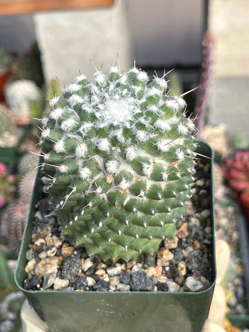 MeDeeCo Mammillaria Polythele Cactus - Thumbnail 4