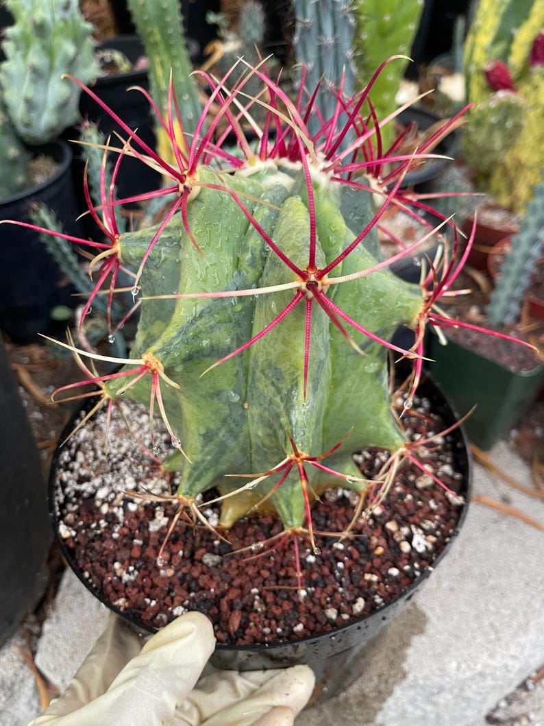 Ferocactus Emoryi Live Red Spines Cactus Plant - Thumbnail 3