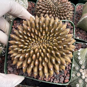 Variegated Gymnocalycium Mihanovichii - Rare Cactus Unique Succulent Easy Care Plant, Gift for plant lover
