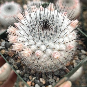 Mammillaria Perezdelarosae - Etsy