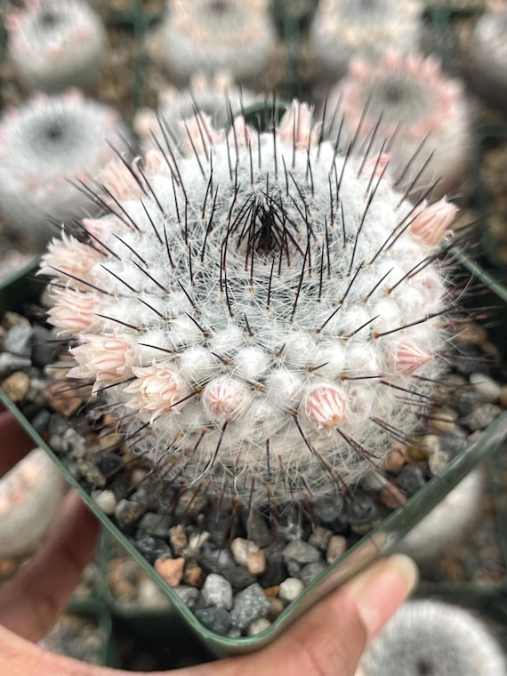 Mammillaria Ritteriana | Live Cactus | Rare Plant - Etsy