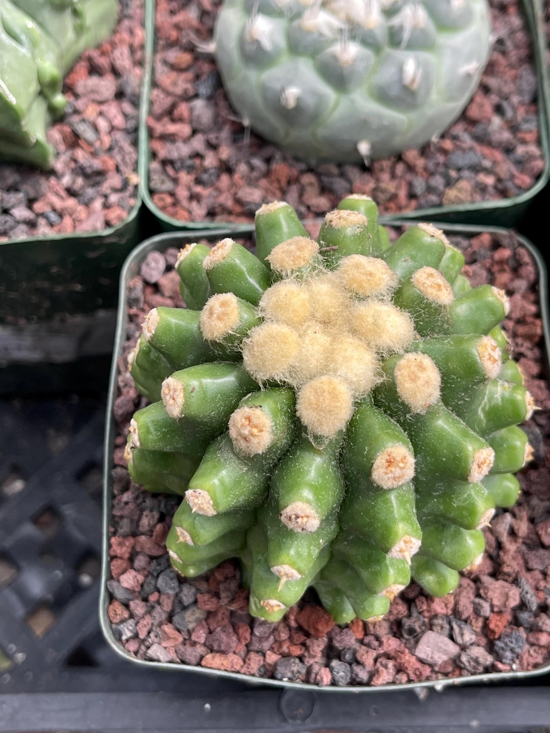 Echinocactus Grusonii Short Spine Cactus Live Cactus Plant
