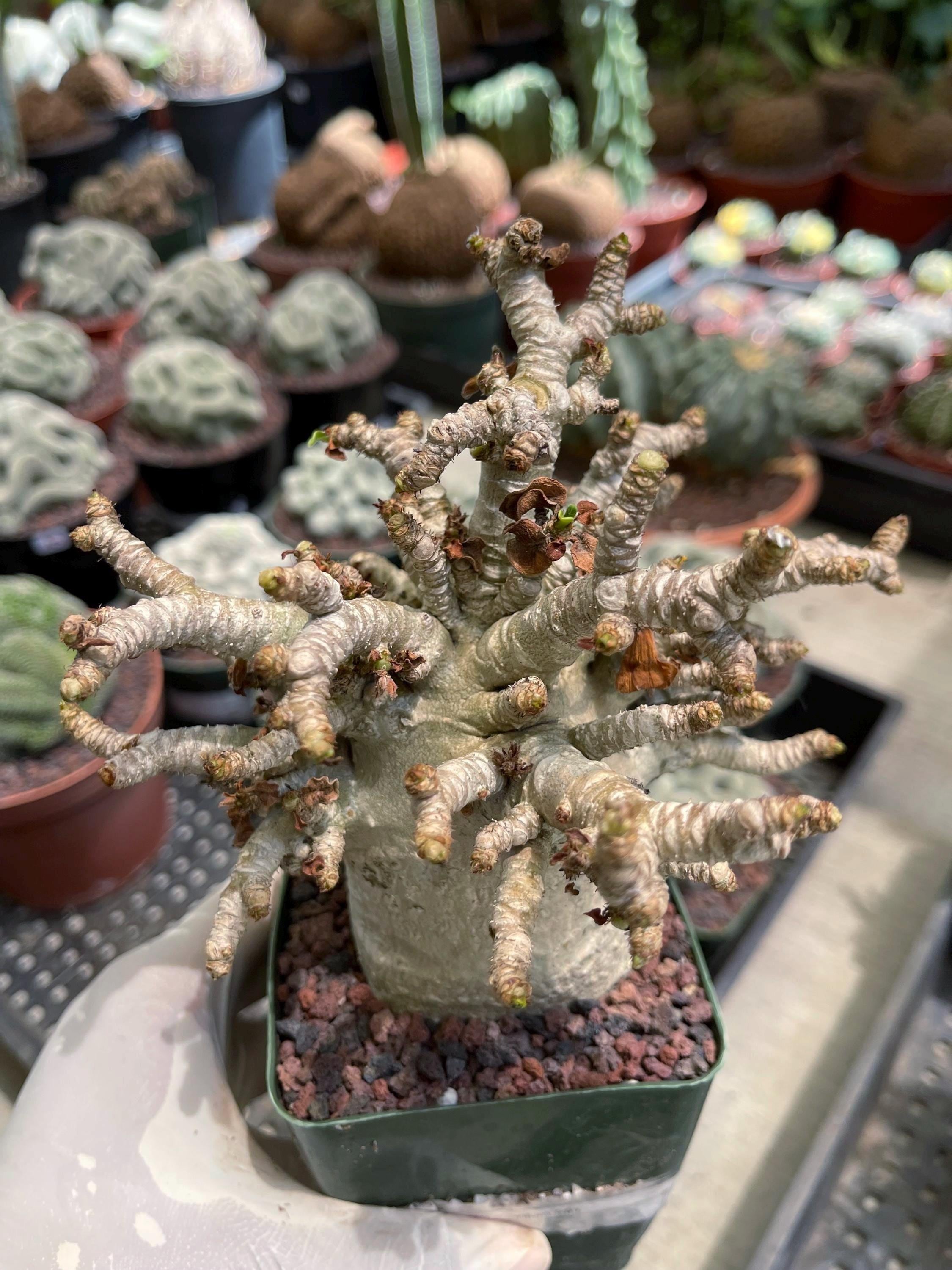 Dorset Horn Adenium - Etsy