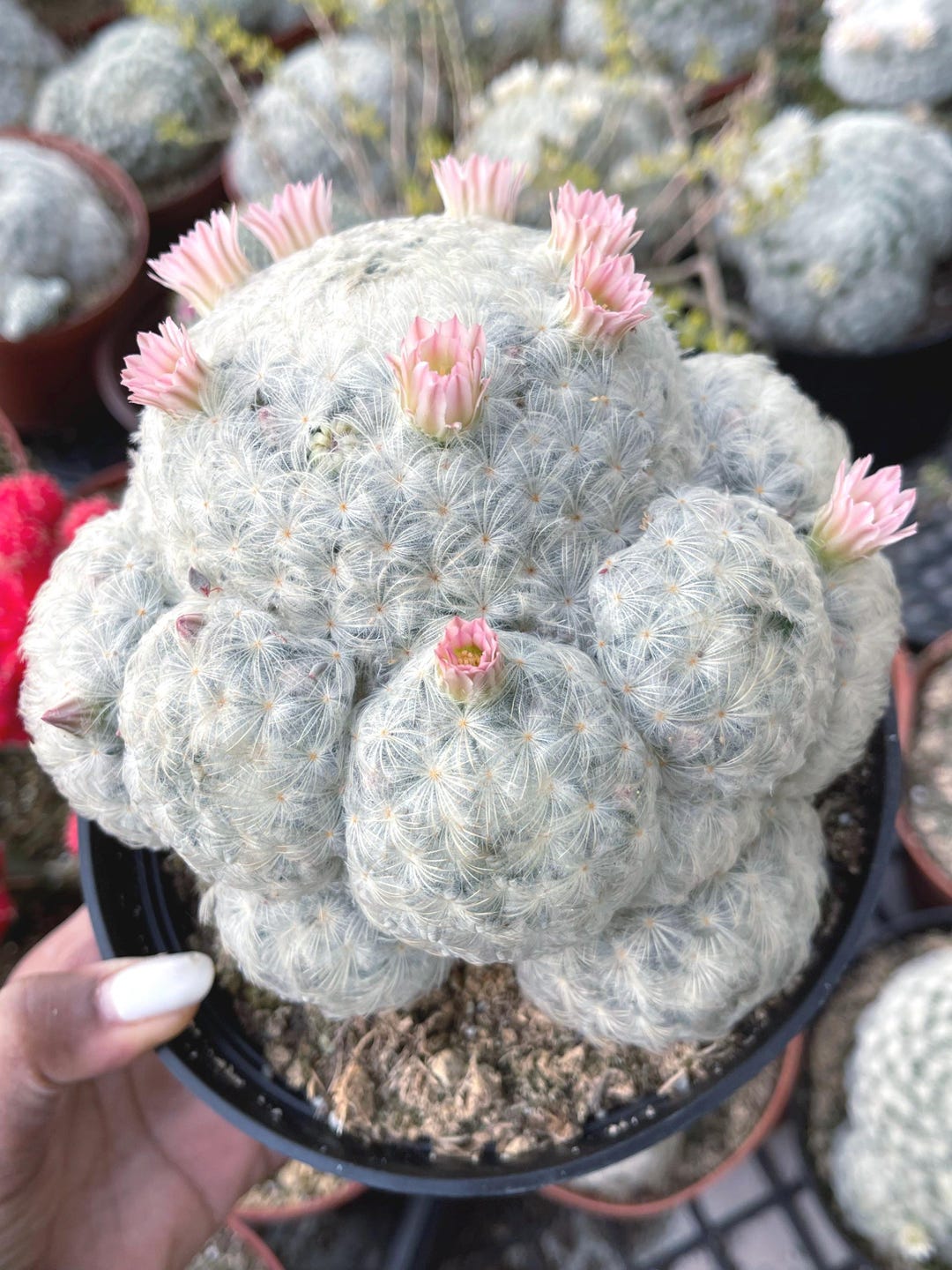 Mammillaria Plumosa | Live Plant | Live Cactus - Etsy