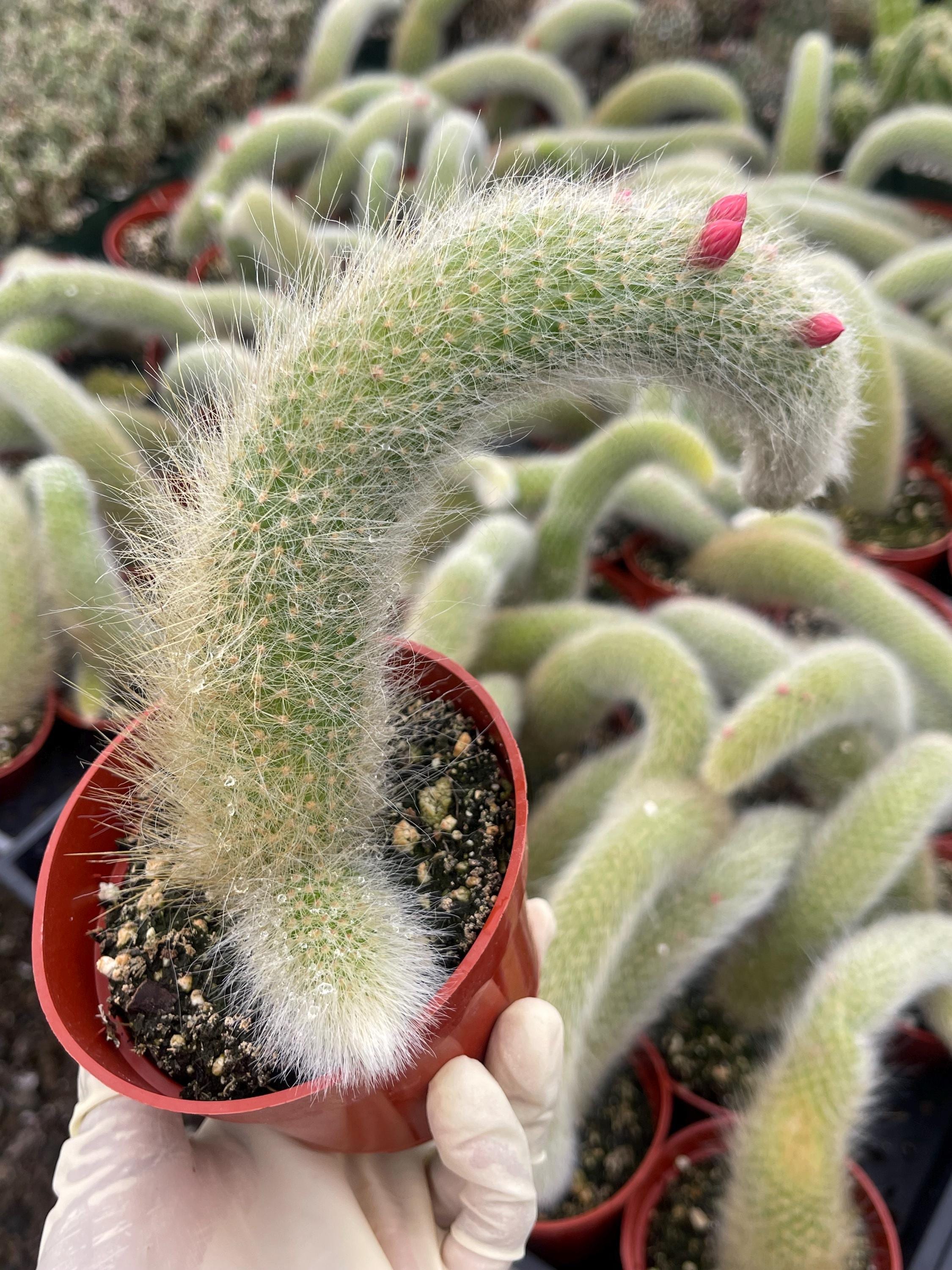 Monkey Tail Cactus Hildewintera Rare Plant Exotic Cactus for