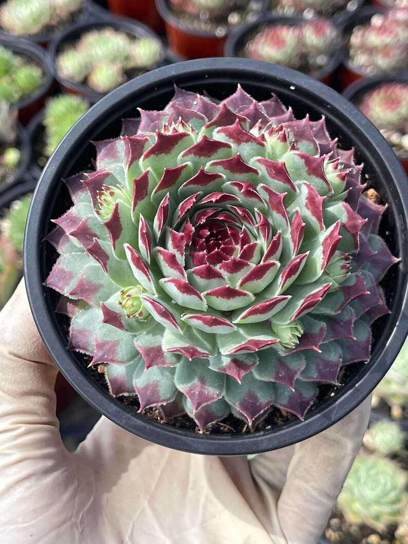 MeDeeCo Hens and Chicks Sempervivum Plant - Thumbnail 5