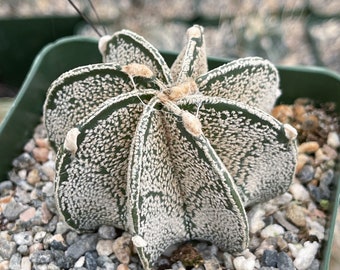 その他 OZWRT Spirit of Astrophytum Astrophytum Capricorn | Live Cactus | Live Plant - Etsy