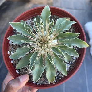 May include: A white ceramic mug with a black handle and the text "But First, Coffee" in a bold, black font. The mug is set against a neutral background, highlighting its simple design.