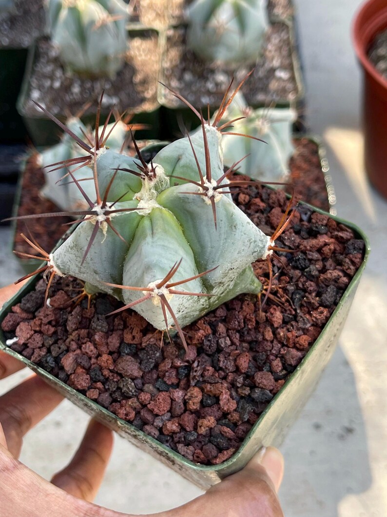 Echinocactus Ingens Live Plant - Thumbnail 3