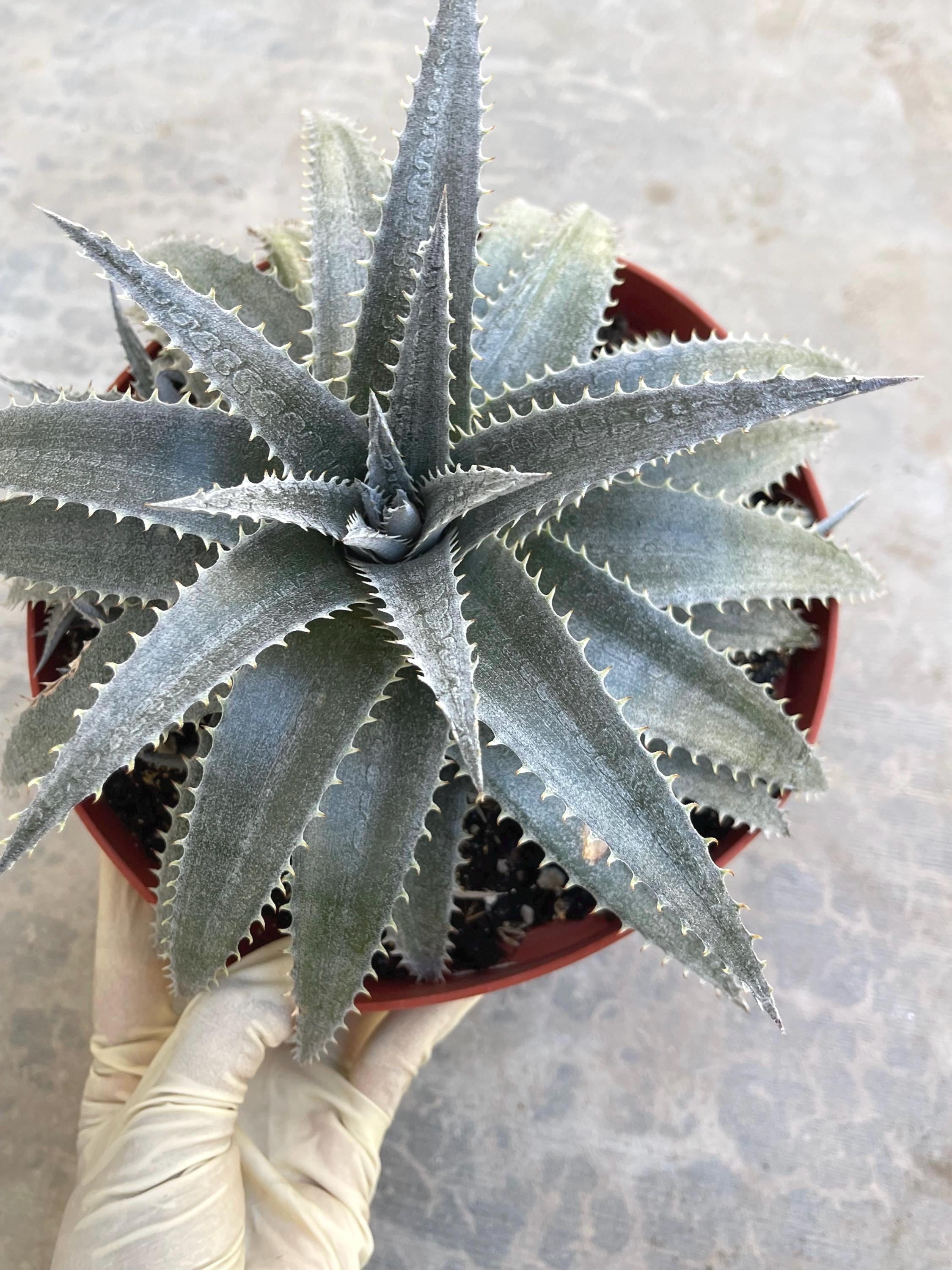 Dyckia - Etsy Dyckia - Etsy