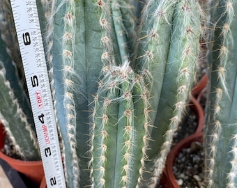 Hairy Blue Cactus | Pilosocereus Pachycladus | Live Plant Rare
