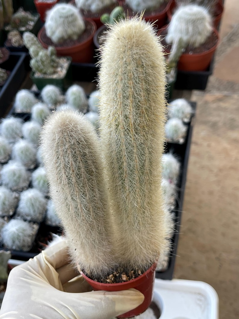 MeDeeCo Torch Cactus - Thumbnail 4