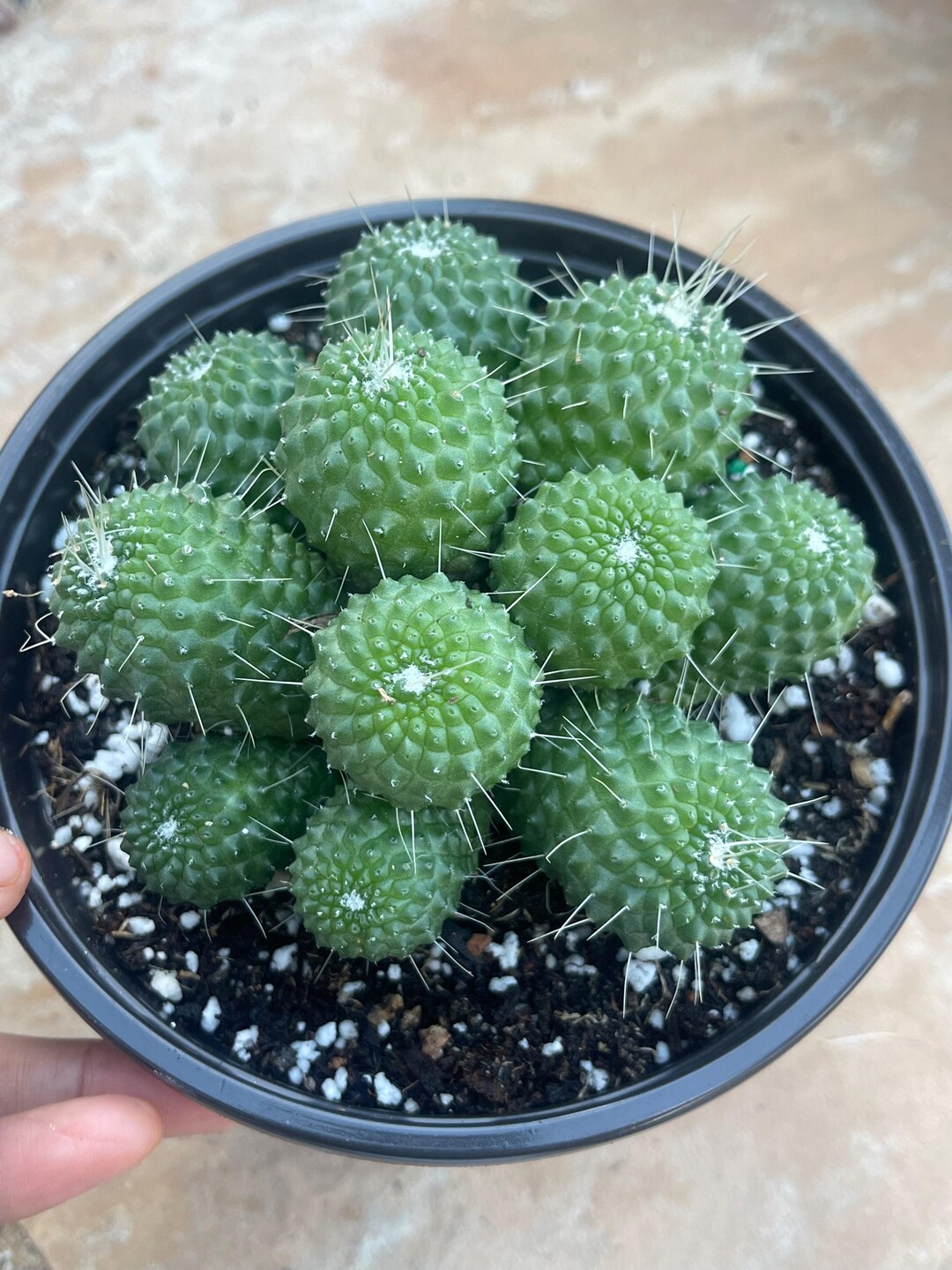 Mammillaria Spinosissima Un Pico | Live Cactus Succulent Live Plant Unique  Plant Easy Care Desert Plant Perfect Succulent Gift - Etsy