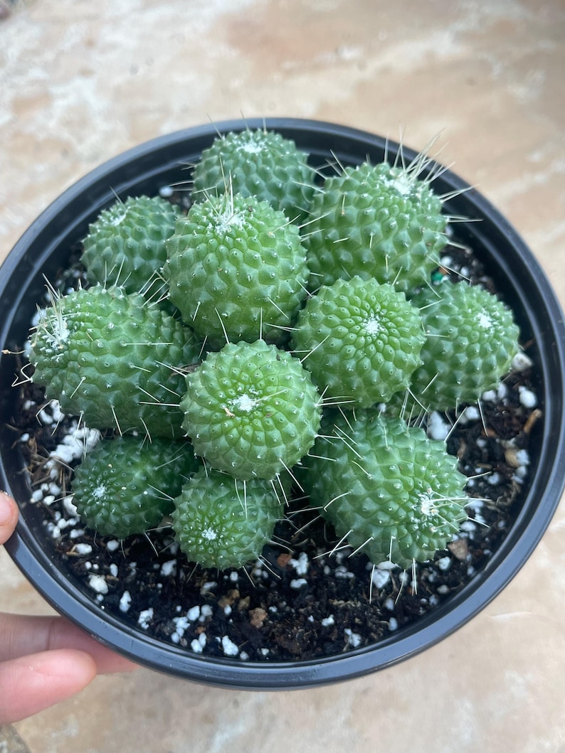 MeDeeCo Mammillaria Spinosissima