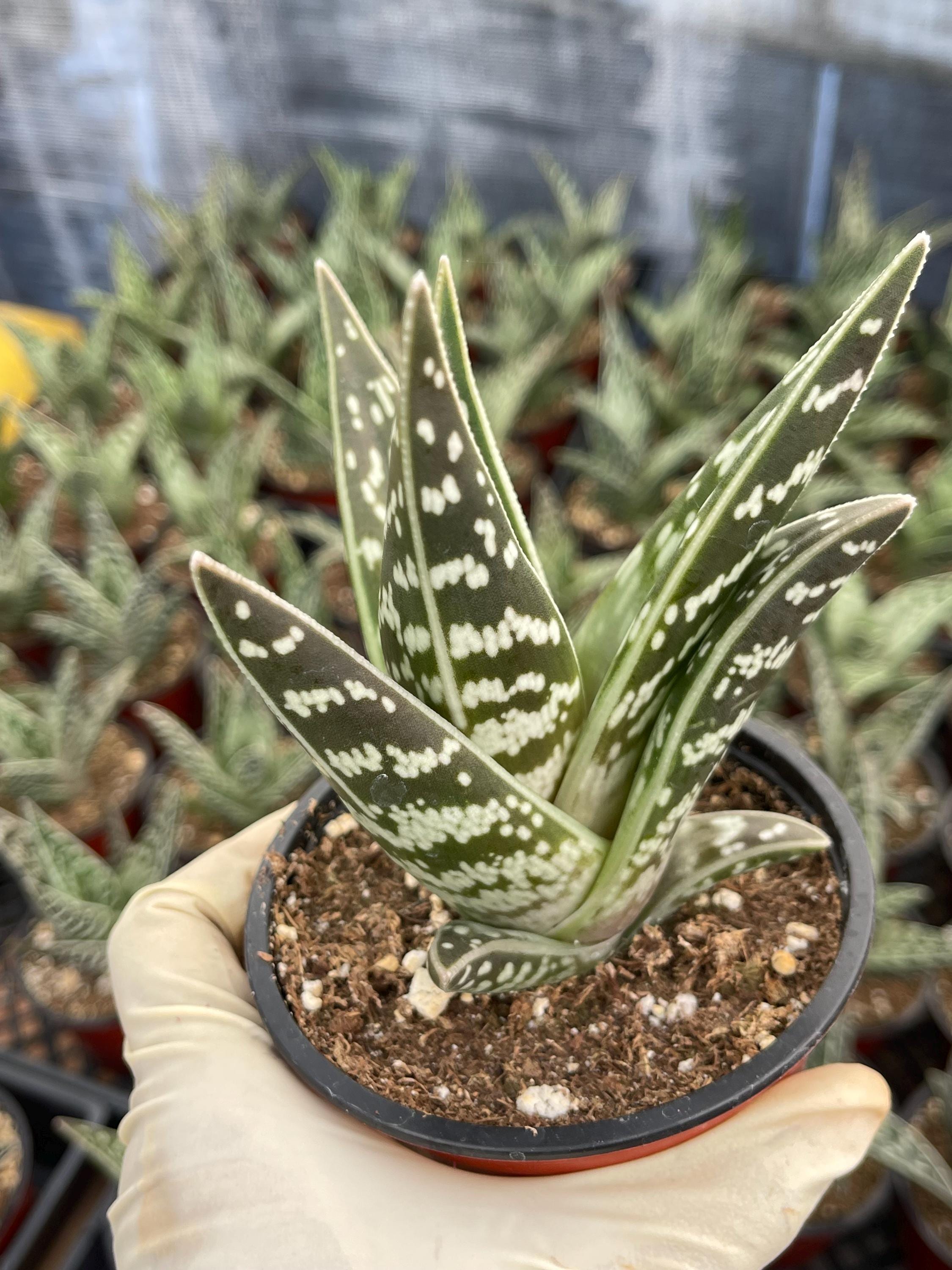 Stilvolle Tiger Aloe Plant Bilder