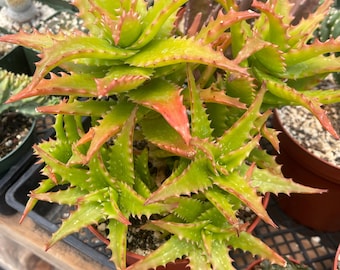 1g Aloe Vanbalenii (octopussy Aloe): Seed Grown, Color Changing - Etsy