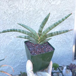 Walking Sansevieria – Starfish Snake Plant, Unique Indoor Houseplant, Easy Care Succulent, Gift for Plant Lovers