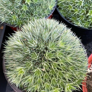 Deuterocohnia Brevifolia | Rare Plant Unique Compact Succulent Rare Cactus Live Plant for Home Decor Succulent Garden Landscap