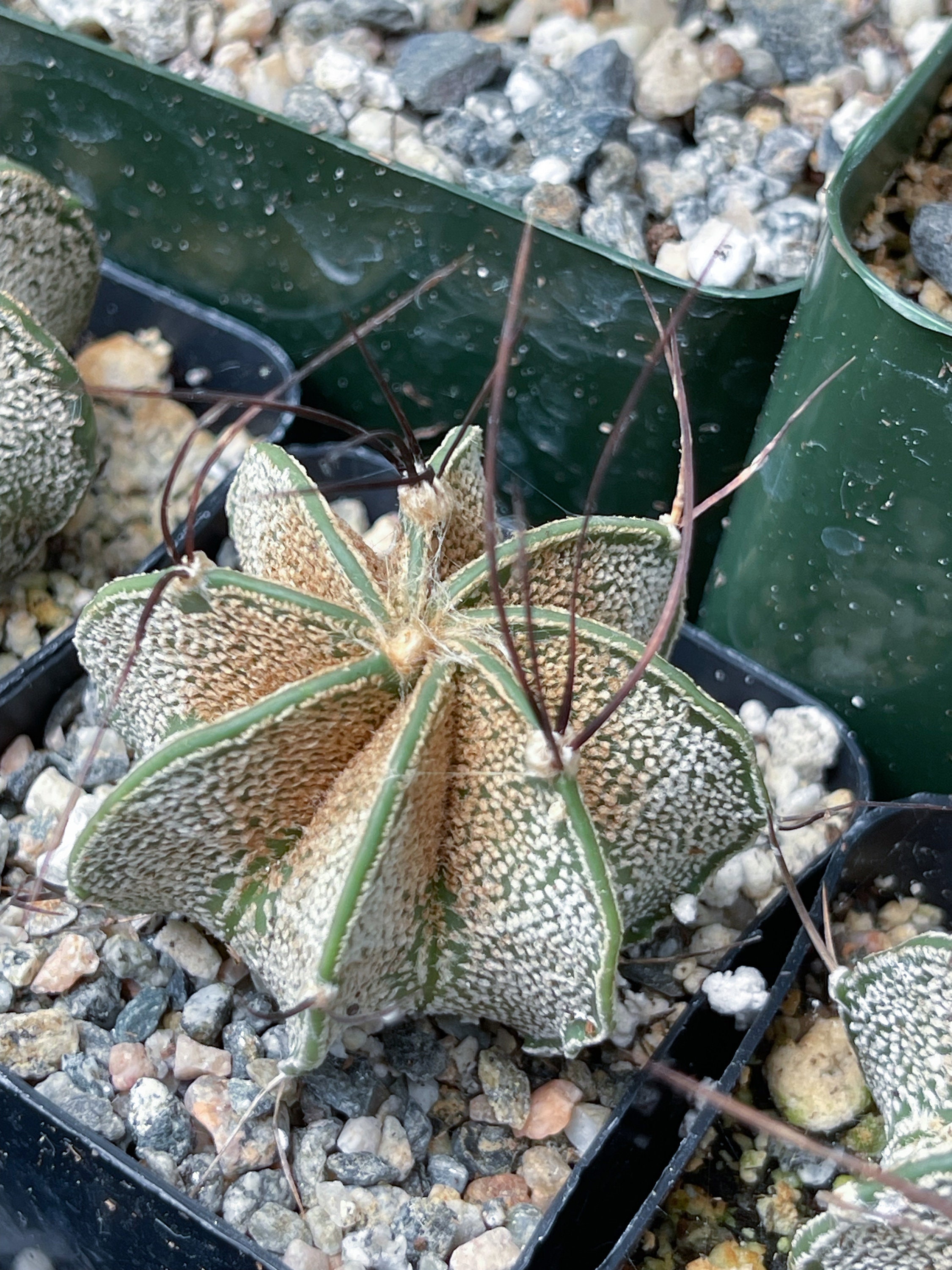 その他 OZWRT Spirit of Astrophytum その他 OZWRT Spirit of Astrophytum 2025年最新】ozwrt spirit