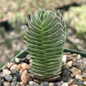 May include: A green succulent plant, Crassula, with stacked, triangular leaves. The plant is in a small green square pot filled with small pebbles. The leaves have a slight frosted appearance and are arranged in a spiral.