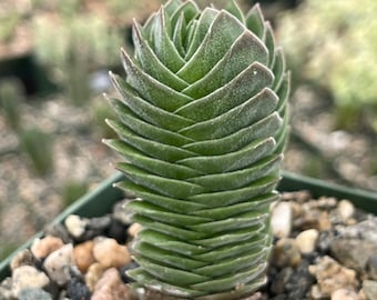 Crassula Buddha Temple, Rare Succulent Unique Succulent Live Plant Exotic Desert Plant Easy Care Succulent Rare Plant Succulent Gift