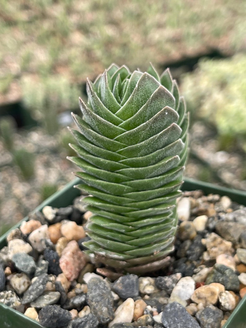 May include: A green succulent plant, Crassula, with stacked, triangular leaves. The plant is in a small green square pot filled with small pebbles. The leaves have a slight frosted appearance and are arranged in a spiral.