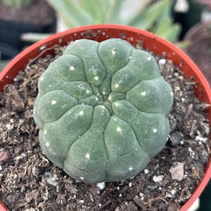 Matucana Madisonforume | Live Succulent | Live Cactus