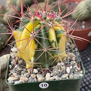 Variegated Ferocactus | Ferocactus, Unique Spines | Variegated Plant