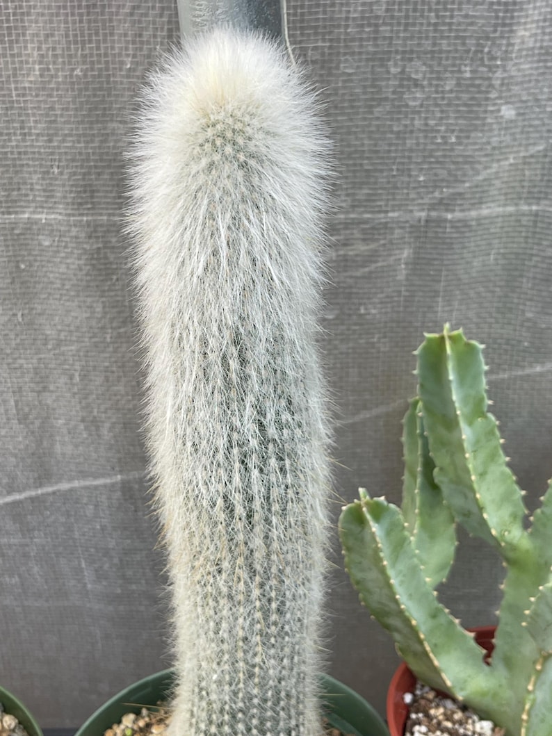 MeDeeCo Torch Cactus - Thumbnail 5
