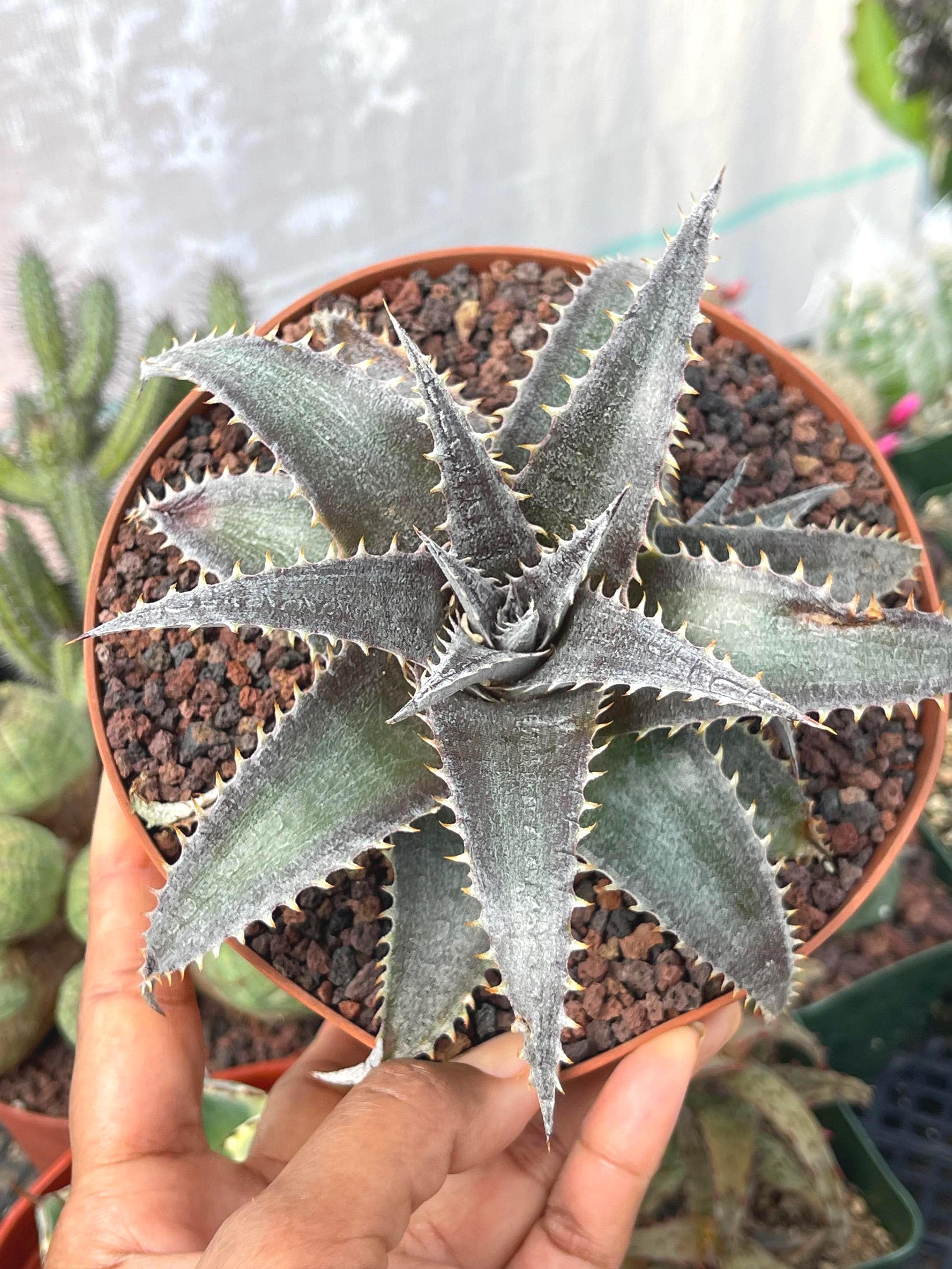 ディッキア ワサビ群生 Dyckia Wasabi ディッキア ワサビ ディッキア ワサビ群生 Dyckia